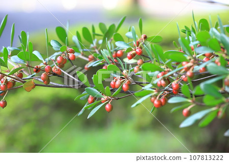 Red fruit of Japanese Ternstroemia 107813222