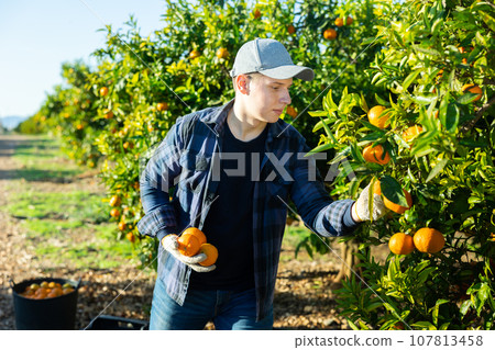 Hardworking farmer guy plucks tangerines from a tree 107813458