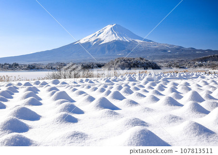 冬季白雪皚皚的薰衣草田和富士山風光河口湖大石公園 107813511