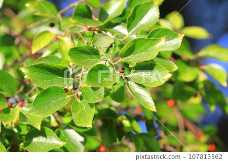 Enoki tree with small red fruits Enoki tree with small red fruits 107813562