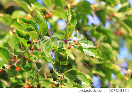 金針樹，結著紅色的小果子 107813564