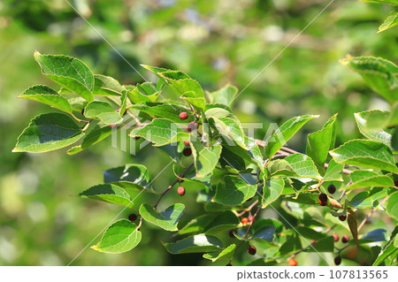 Enoki tree with small red fruits Enoki tree with small red fruits 107813565
