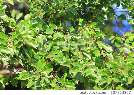 Enoki tree with small red fruits Enoki tree with small red fruits 107813567
