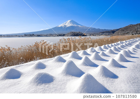 Winter snowy lavender field and Mt. Fuji scenery Kawaguchiko Oishi Park Winter snowy lavender field and Mt. Fuji scenery Kawaguchiko Oishi Park 107813580