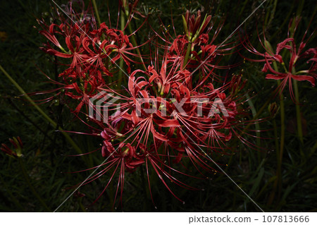黑色背景上的曼珠沙花紅色 黑色背景上的曼珠沙花紅色 107813666