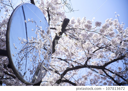 Cherry blossoms through curved mirror, old lens Cherry blossoms through curved mirror, old lens 107813672