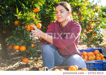 Skilled young woman farmer employee in plaid shirt harvesting fresh tangerines during work on farm during daytime 107813814