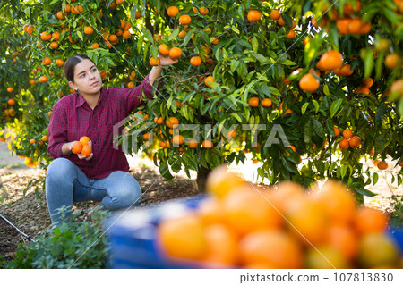 Skilled female gardener gathering crop of ripe tangerines fruits in orchard Skilled female gardener gathering crop of ripe tangerines fruits in orchard 107813830
