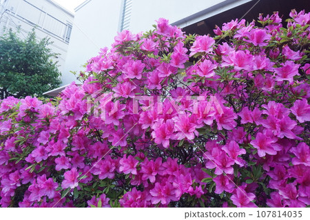 Azalea 107814035