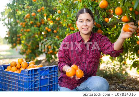 Female hired employee harvesting tangerines in garden Female hired employee harvesting tangerines in garden 107814310