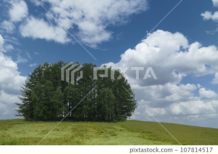 "Mild Seven Hill" in Biei, Hokkaido 107814517