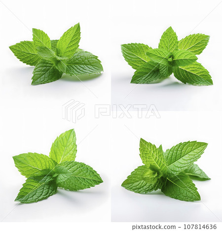 白色背景上的薄荷葉 107814636