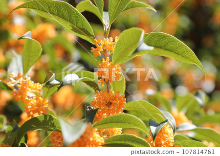 Kinmokusei 107814761