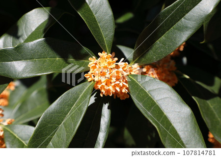 Kinmokusei 107814781