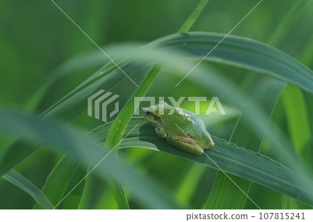 tree frog among the leaves tree frog among the leaves 107815241