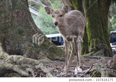 奈良鹿（奈良公園/奈良縣奈良市） 107816175
