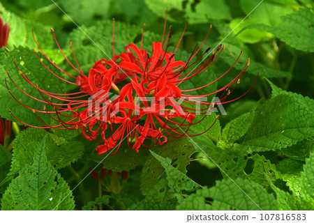 綠色的群集孤挺花 綠色的群集孤挺花 107816583