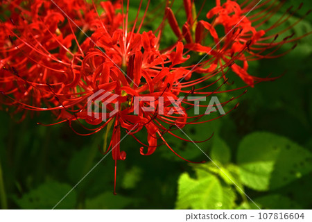 A cluster amaryllis in green A cluster amaryllis in green 107816604