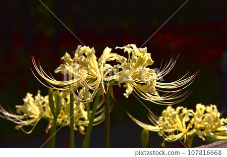 The charm of white spider lily The charm of white spider lily 107816668