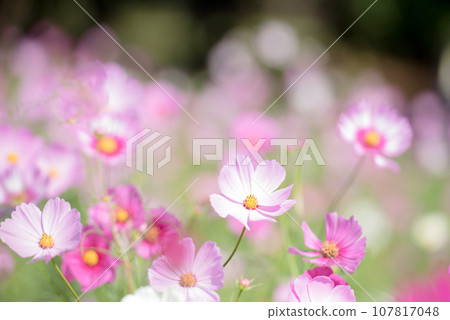 Cosmos fall image Cosmos fall image 107817048