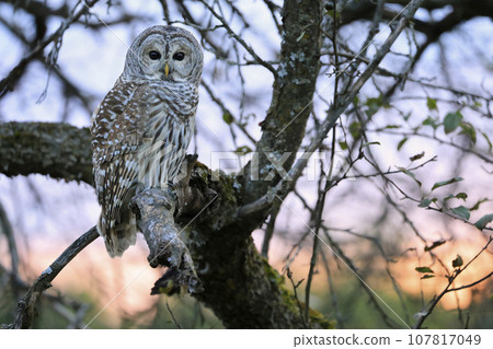 Barred Owl standing on a tree branch in the forest at sunset with green and orange background, Quebec, Canada Barred Owl standing on a tree branch in the forest at sunset with green and orange background, Quebec, Canada 107817049