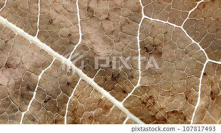 Close up texture leaf structure macro photography, abstract texture, Generative AI illustration 107817493