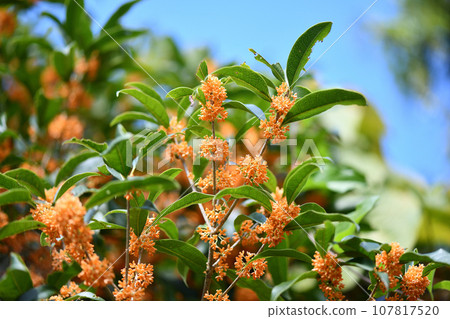 Kinmokusei flower 107817520