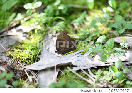 Autumn crocodile butterfly (Kurokima butterfly) Autumn crocodile butterfly (Kurokima butterfly) 107817697