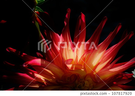 Beautifully blooming dahlias, Dahlia Garden, Machida City, Tokyo 107817920