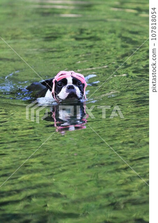 Mighty, a Boston terrier, looks cute while swimming in the Miyako River wearing pink goggles ♡ Mighty, a Boston terrier, looks cute while swimming in the Miyako River wearing pink goggles ♡ 107818054