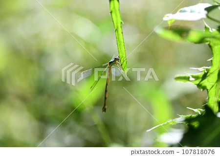 Great Blue Dragonfly (Great Blue Thread Dragonfly) Great Blue Dragonfly (Great Blue Thread Dragonfly) 107818076