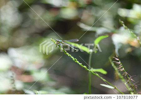 Great Blue Dragonfly (Great Blue Thread Dragonfly) 107818077