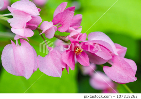 粉紅色藤花的特寫 107818262