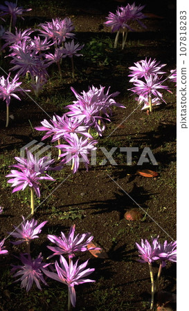 Pink flowers that shine in the morning sunlight Flowers (November) Dog Saffron 28V9.16 107818283