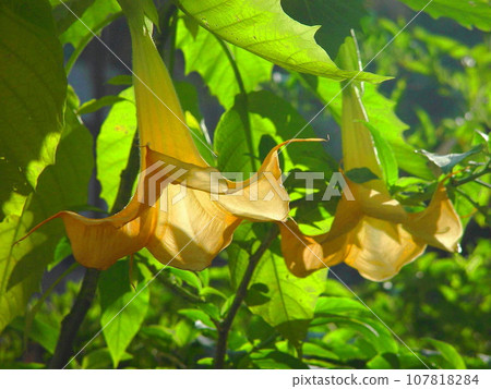 金色的花朵，像喇叭，在陽光下閃閃發光（11月）天使喇叭07H4.3 107818284