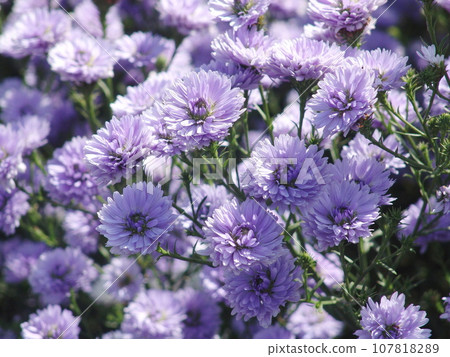 紫色花朵植物的照片花(十一月)孔雀紫苑 06H4.3 紫色花朵植物的照片花(十一月)孔雀紫苑 06H4.3 107818289
