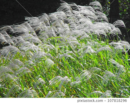 A flock of pampas grasses swaying in the autumn breeze, flowing and shining. Flowers (November) Pampas grass (light) 03H4.3 107818296