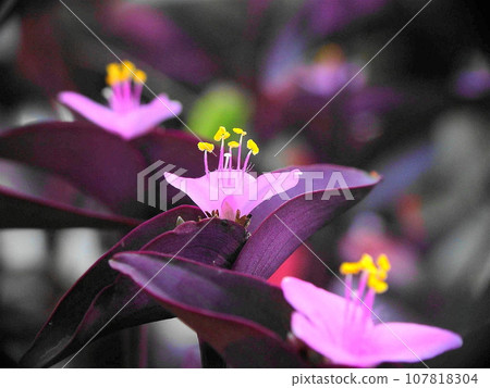 紫色花瓣內盛開的粉紅色花朵 花(十一月) Murasaki Goten (Purple Goten) 04H4.3 紫色花瓣內盛開的粉紅色花朵 花(十一月) Murasaki Goten (Purple Goten) 04H4.3 107818304