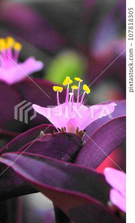 Pink flowers blooming inside purple petals Flowers (November) Murasaki Goten (Purple Goten) 04V9.16 Pink flowers blooming inside purple petals Flowers (November) Murasaki Goten (Purple Goten) 04V9.16 107818305