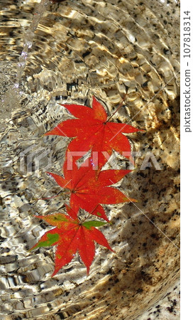 Beautiful ripples, bright red maple leaves floating in the water of the chozubachi Flowers (November) Autumn leaves maple 02V9.16 Beautiful ripples, bright red maple leaves floating in the water of the chozubachi Flowers (November) Autumn leaves maple 02V9.16 107818314