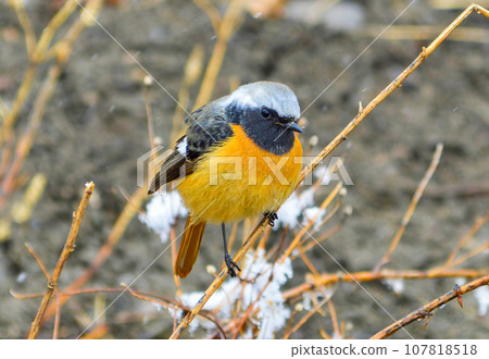Daurian redstart or Common redstart bird perches on the branch with snow. Adult male bird. Spring, southeastern Russia. Daurian redstart or Common redstart bird perches on the branch with snow. Adult male bird. Spring, southeastern Russia. 107818518