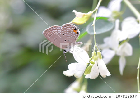 Kuromadara Sautezu Shizimi Kuromadara Sautezu Shizimi 107818637