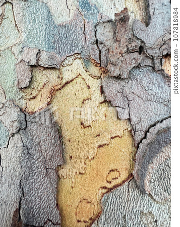 bark trunk sycamore 107818984