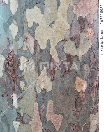 bark trunk sycamore 107818985