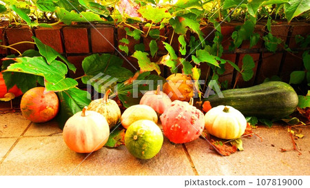 萬聖節南瓜 107819000