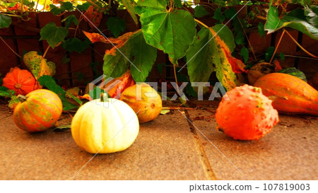 Halloween pumpkin 107819003