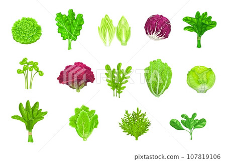 Cartoon salad vegetables, lettuces and green leaf food, isolated vector icons. Salad lettuces of kale, spinach or Chinese cabbage, arugula, chicory or watercress and chard salad or radicchio lettuce 107819106