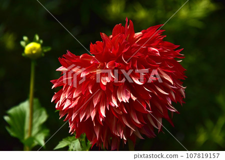 gorgeous dahlia flowers 107819157