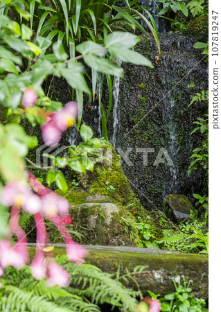 Hosenin Shukaido flowers and pond waterfall (Ohara, Sakyo Ward, Kyoto City) 107819247
