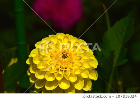 華麗的大麗花花 華麗的大麗花花 107819324